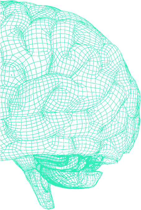 brain